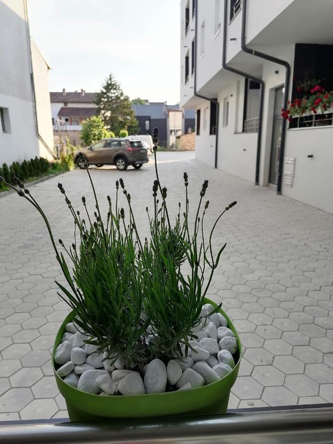 Apartman Stimac Petrovaradin Exterior photo